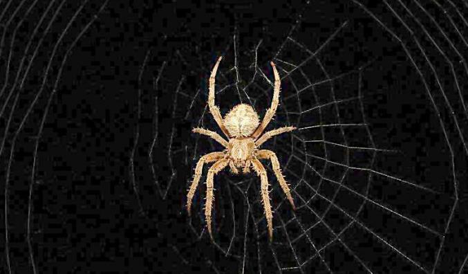  哪些方法能快速提高蜘蛛的抓取频率？